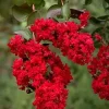 Red Myrtle Live Plant – Quart Pot – Outdoor Shrub - Image 1