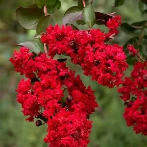 Red Myrtle Live Plant – Quart Pot – Outdoor Shrub - Image 1
