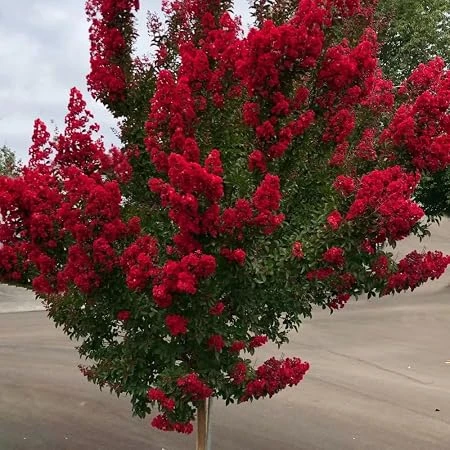 Red Myrtle Live Plant – Quart Pot – Outdoor Shrub - Image 2