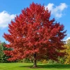 Red Oak Seedling Quart Pot - Live Tree Plant for Landscaping - Image 1
