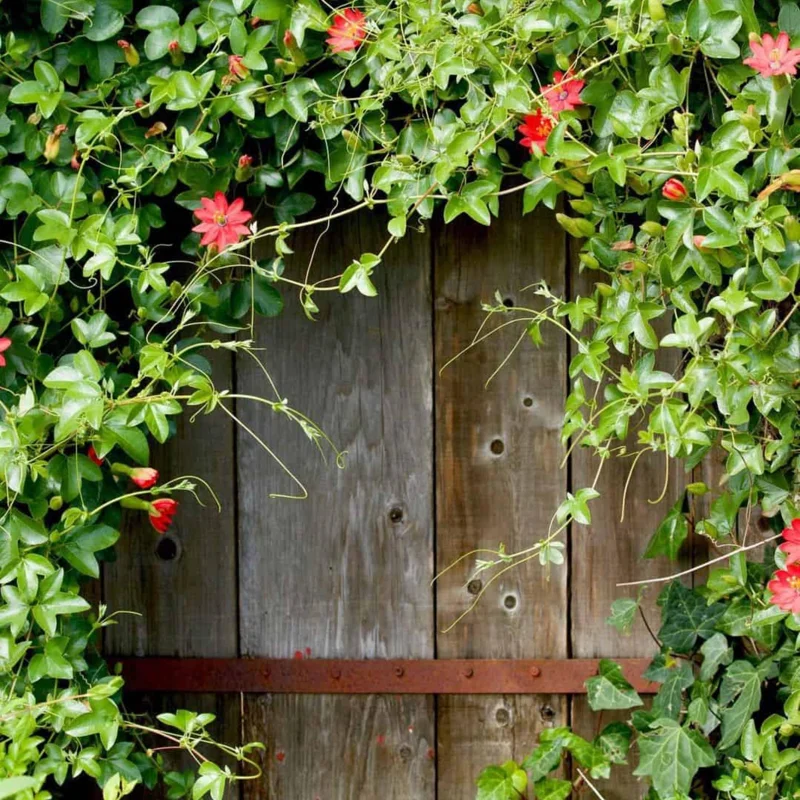 Red Passion Flower Live Plant - Passiflora Coccinea Vine - 4in Tall - Image 2