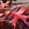 Red Pin Oak Live Plant - 4-inch Pot - Fast Growing Shade Tree - Image 1