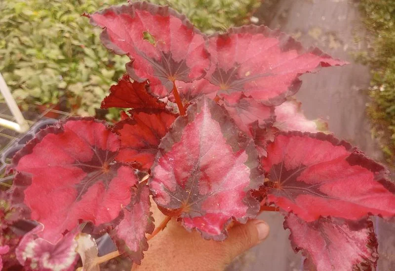 Red Robin Begonia Live Plant – 4in Tall Tropical Houseplant – Shade Loving - Image 2