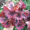 Red Robin Begonia Live Plant – 4in Tall Tropical Houseplant – Shade Loving - Image 1