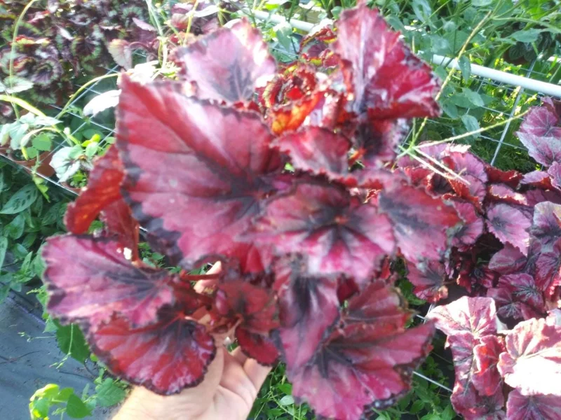 Red Robin Begonia Live Plant – 4in Tall Tropical Houseplant – Shade Loving - Image 1
