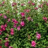 Red Rose of Sharon Althea Live Plant, Quart Pot, Outdoor Shrub - Image 3
