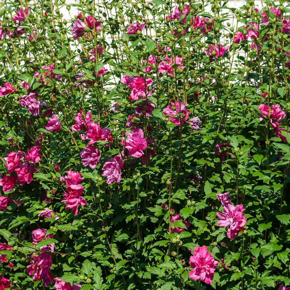 Red Rose of Sharon Althea Live Plant, Quart Pot, Outdoor Shrub - Image 3