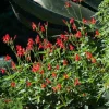 Red Ruellia Rajin Cajun Live Plant - Vibrant Perennial Flower, USDA Zones 8-11 - Image 1