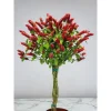 Red Shrimp Live Plant - 2 Plugs, 7-10 Inches Tall - Justicia Brandegeeana - Indoor/Outdoor - Image 1