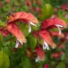 Red Shrimp Live Plant - Justicia brandegeeana - 3-6" Tall Tropical Flowering Plant for Pollinators, Indoor/Outdoor - Image 1