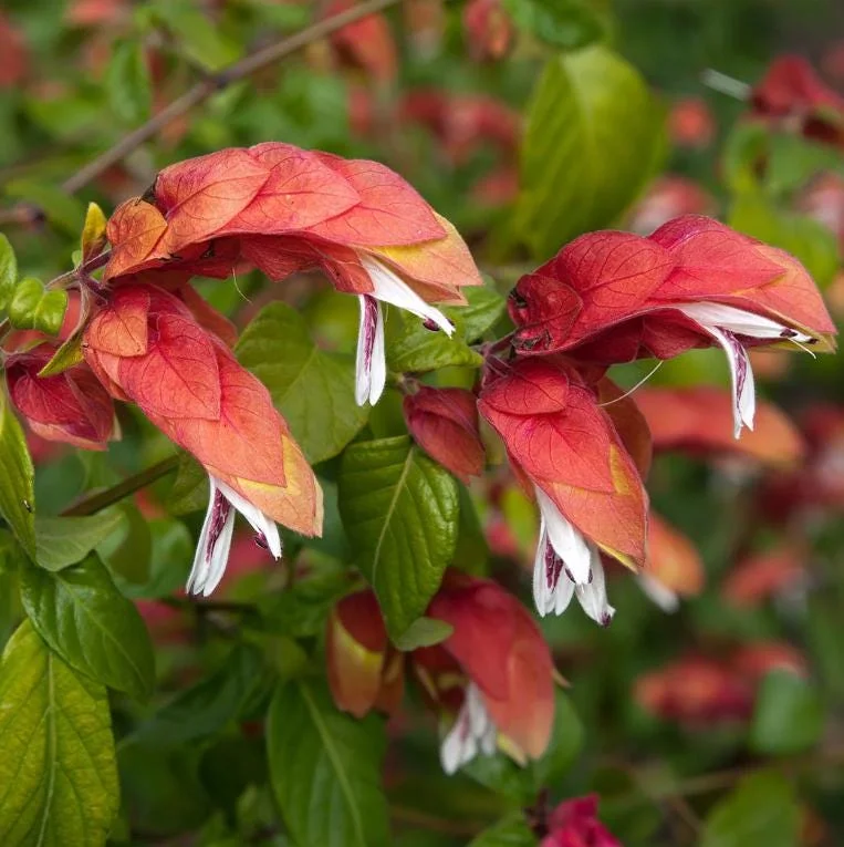 Red Shrimp Live Plant - Justicia brandegeeana - 3-6" Tall Tropical Flowering Plant for Pollinators, Indoor/Outdoor - Image 1