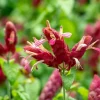 Red Shrimp Plant (Justicia Brandegeeana) Live Plant – 4 inch Pot – Easy Care Tropical Houseplant - Image 1