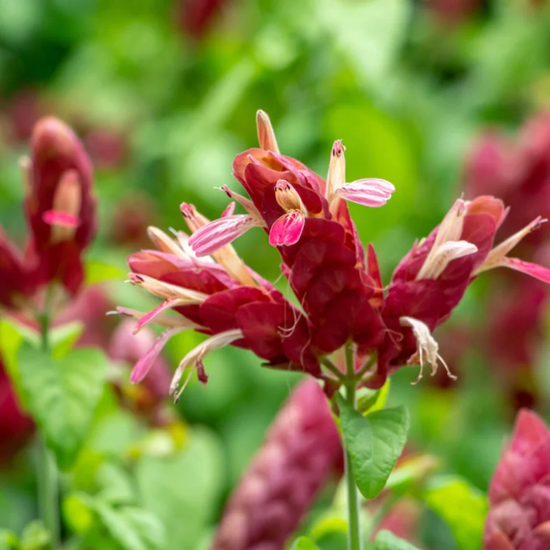 Red Shrimp Plant (Justicia Brandegeeana) Live Plant – 4 inch Pot – Easy Care Tropical Houseplant - Image 1