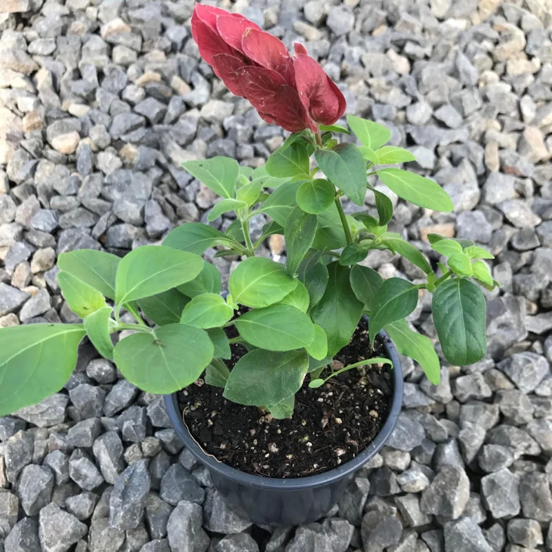 Red Shrimp Plant (Justicia Brandegeeana) Live Plant – 4 inch Pot – Easy Care Tropical Houseplant - Image 2