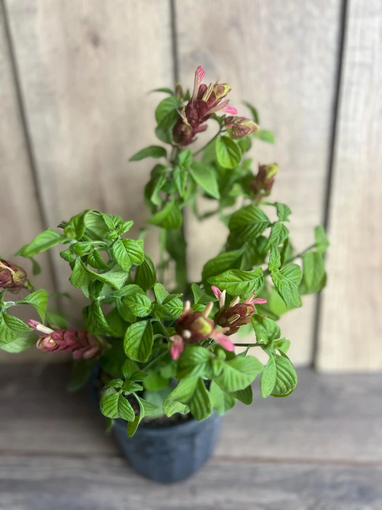 Red Shrimp Plant Live Plant - Justicia Brandegeeana - 6 inch Pot - Indoor/Outdoor - Cannot ship to CA - Image 2