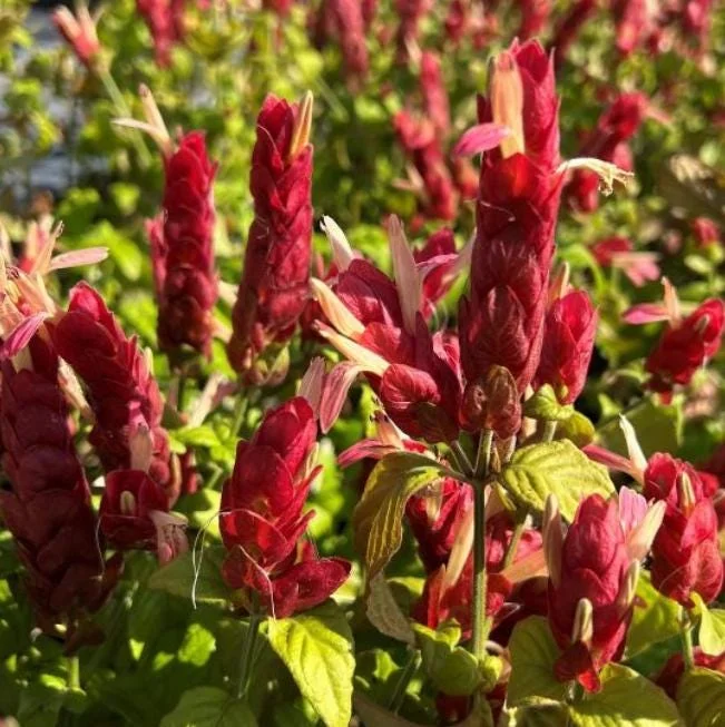 Red Shrimp Plant Live Plant - Justicia brandegeeana - 3-6" Tall Tropical Flowering Plant for Pollinators & Indoor/Outdoor - Image 2
