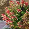 Red Shrimp Plant Live Plant - Justicia brandegeeana - 3-6" Tall Tropical Flowering Plant for Pollinators & Indoor/Outdoor - Image 1