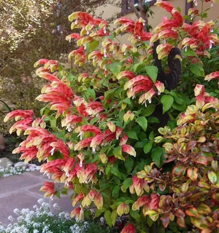 Red Shrimp Plant Live Plant - Justicia brandegeeana - 3-6" Tall Tropical Flowering Plant for Pollinators & Indoor/Outdoor - Image 1