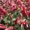 Red Shrimp Plant Live Plant - Justicia Brandegeeana - 6 inch Pot - Indoor/Outdoor - Cannot ship to CA - Image 1