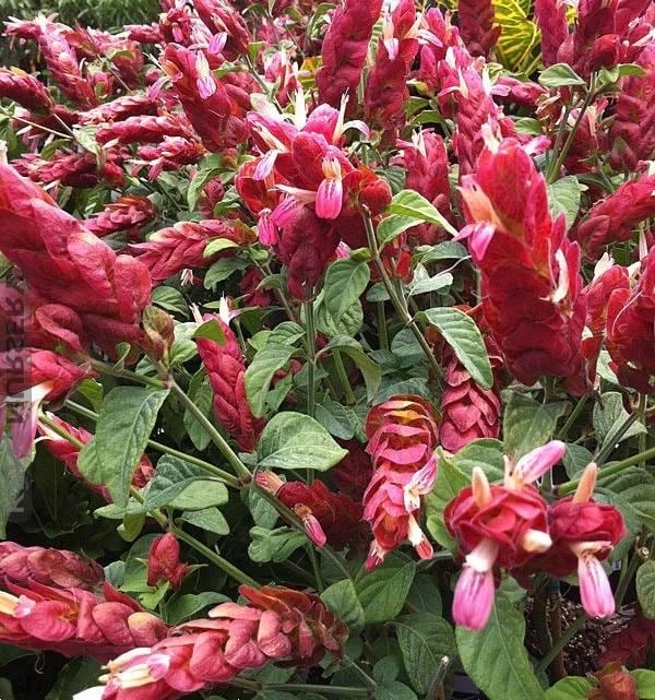 Red Shrimp Plant Live Plant - Justicia Brandegeeana - 6 inch Pot - Indoor/Outdoor - Cannot ship to CA - Image 1