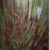 Red Switch Grass Live Plant – Panicum virgatum ‘Red Flame’ – Starter Plant - Image 1