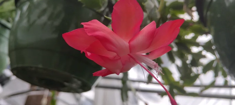 Red Thanksgiving Cactus Live Plant - 8 inch Pot - Schlumbergera truncata Indoor - Image 2