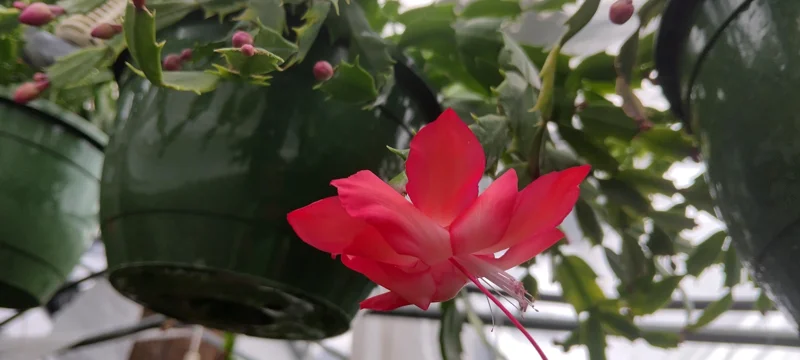 Red Thanksgiving Cactus Live Plant - 8 inch Pot - Schlumbergera truncata Indoor - Image 1