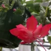 Red Thanksgiving Cactus Live Plant - 8 Inch Schlumbergera truncata, Indoor - Image 1