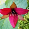Red Trillium Bulbs - 5 Wood Lily Trillium erectum Bulbs for Garden - Image 1