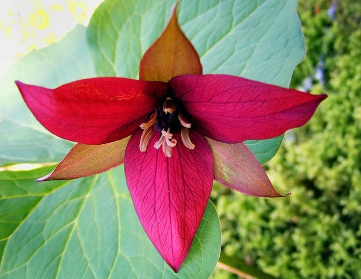 Red Trillium Bulbs - 5 Wood Lily Trillium erectum Bulbs for Garden - Image 1