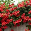 Red Trumpet Vine 'Madame Galen' Live Plant - Perennial Climber, 6-8 ft Tall, Zones 4-9 - Image 1