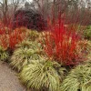 Red Twig Dogwood Live Plant - Deciduous Shrub for Winter Color, Zones 3-8 - Image 1