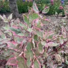 Red Twig Dogwood Live Plant - Vibrant Winter Color Shrub, Zones 3-8 - Image 1