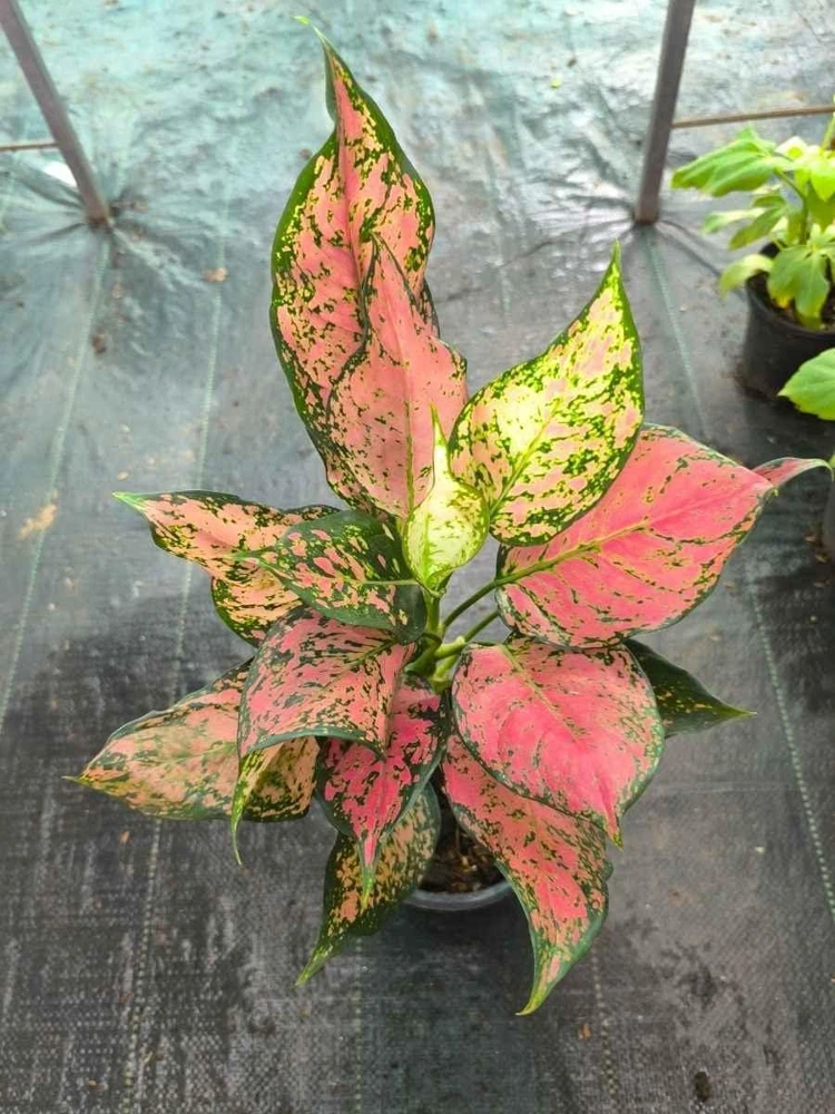 Red Valentine Aglaonema Live Plant - Chinese Evergreen Houseplant - Image 2