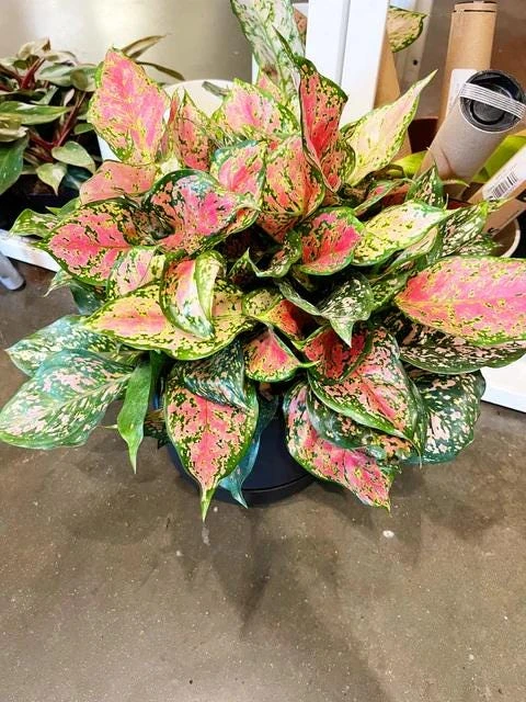 Red Valentine Aglaonema Live Plant - Chinese Evergreen Houseplant - Image 3