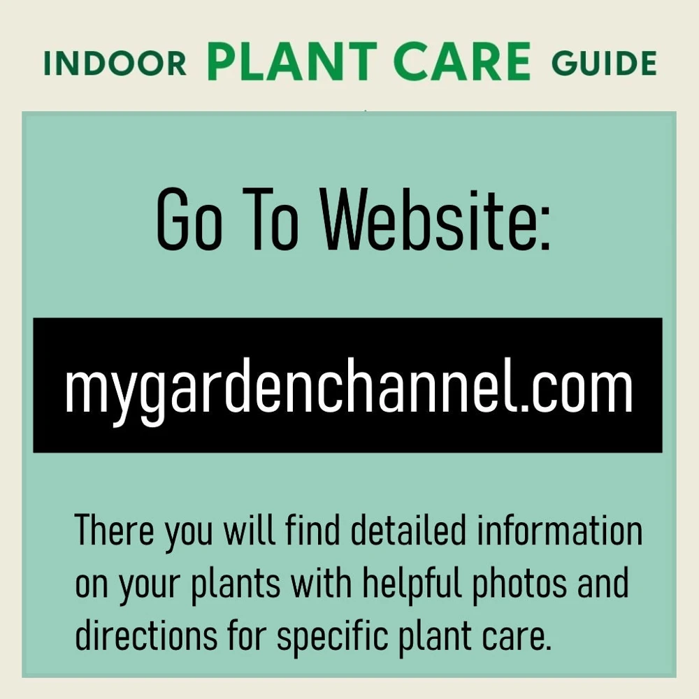 Red Valentine Aglaonema Live Plant - Chinese Evergreen Houseplant - Image 4