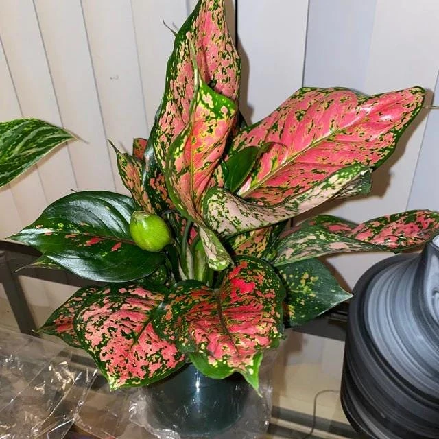 Red Valentine Aglaonema Live Plant - Chinese Evergreen Houseplant - Image 1