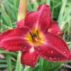 Red Volunteer Daylily Bare Root Plant - 10 Roots, Outdoor Flower - Image 1