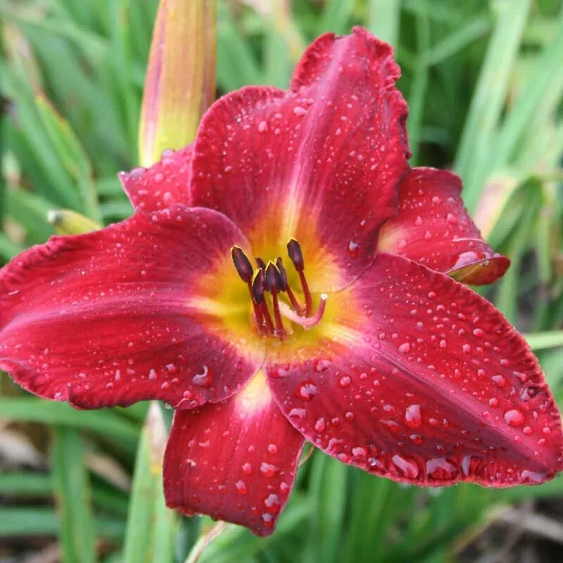 Red Volunteer Daylily Bare Root Plant - 10 Roots, Outdoor Flower - Image 1
