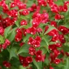Red Weigela Live Plant - 1 Gallon Shrub, Outdoor Flowering Bush - Image 1