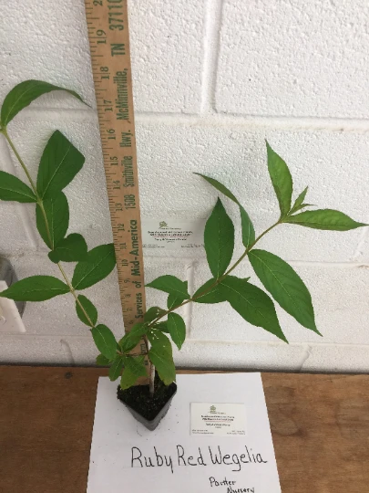 Red Weigela Live Plant – Weigela rubens – 4 inch Pot – Outdoor Shrub - Image 2