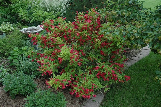 Red Weigela Live Plant – Weigela rubens – 4 inch Pot – Outdoor Shrub - Image 3
