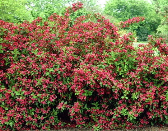 Red Weigela Live Plant – Weigela rubens – 4 inch Pot – Outdoor Shrub - Image 5