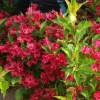 Red Weigela Live Plant – Weigela rubens – 4 inch Pot – Outdoor Shrub - Image 1