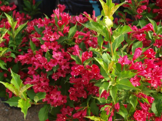 Red Weigela Live Plant – Weigela rubens – 4 inch Pot – Outdoor Shrub - Image 1