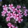Red White Verbena Live Plant - Bi-Color Perennial, Canadensis, 4" Pot - Image 1