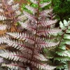 Regal Red Japanese Fern Live Plant - Vibrant Foliage, Low Light Indoor/Outdoor - Image 1