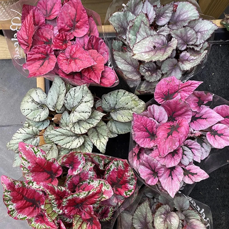 Rex Begonia Live Plant - 3 inch Pot, Vibrant Unique Foliage, Indoor Houseplant - Image 2