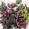 Rex Begonia Live Plant - 3 inch Pot, Vibrant Unique Foliage, Indoor Houseplant - Image 1