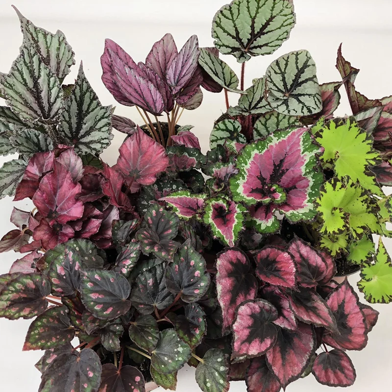 Rex Begonia Live Plant - 3 inch Pot, Vibrant Unique Foliage, Indoor Houseplant - Image 1